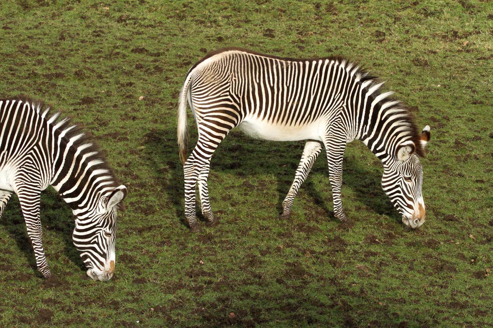 Two Grevy's zebras grazing on grass Image: ALLIE MCGREGOR 2023